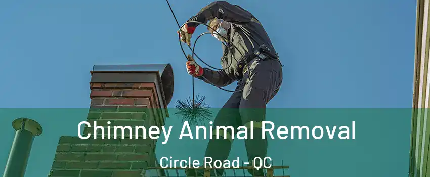 Chimney Animal Removal Circle Road - QC