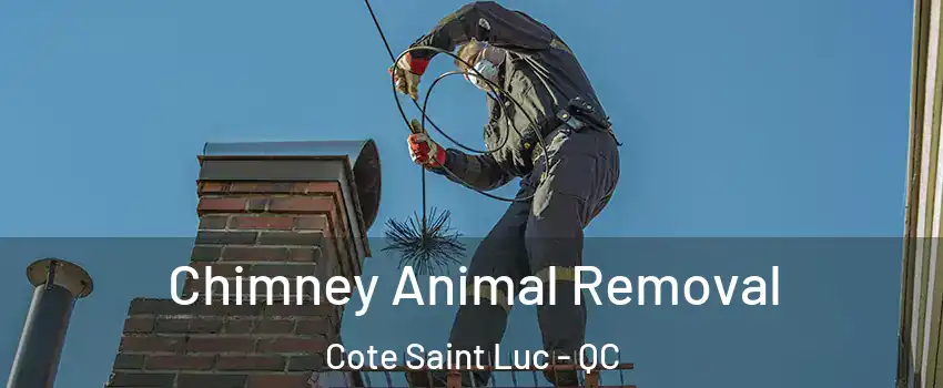 Chimney Animal Removal Cote Saint Luc - QC