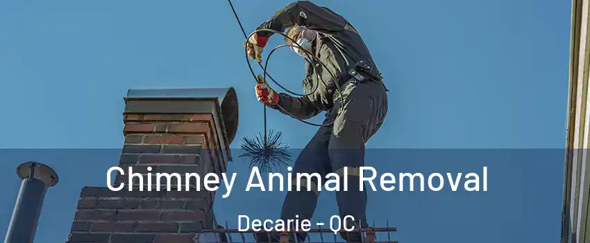 Chimney Animal Removal Decarie - QC