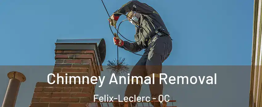 Chimney Animal Removal Felix-Leclerc - QC