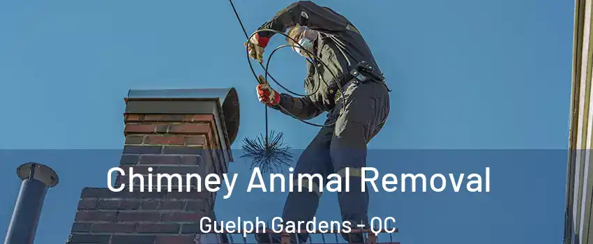 Chimney Animal Removal Guelph Gardens - QC