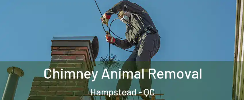 Chimney Animal Removal Hampstead - QC