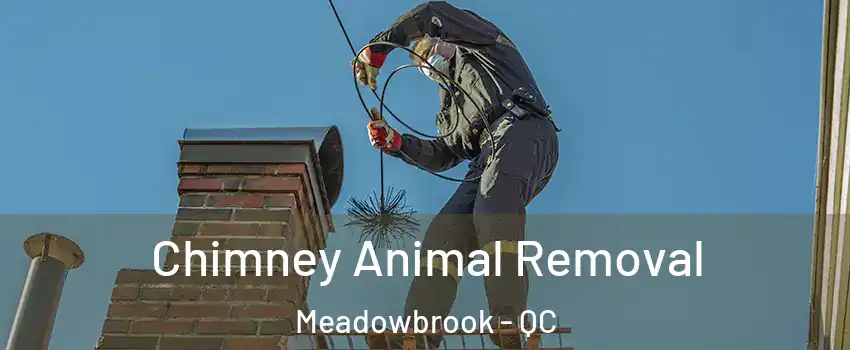 Chimney Animal Removal Meadowbrook - QC