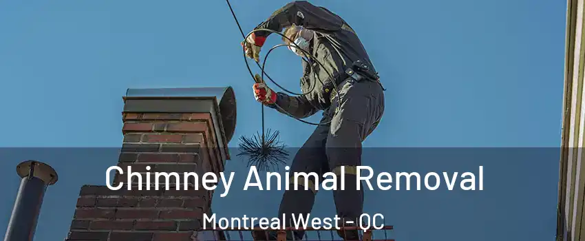 Chimney Animal Removal Montreal West - QC