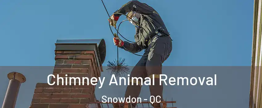 Chimney Animal Removal Snowdon - QC