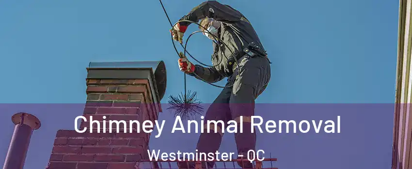 Chimney Animal Removal Westminster - QC
